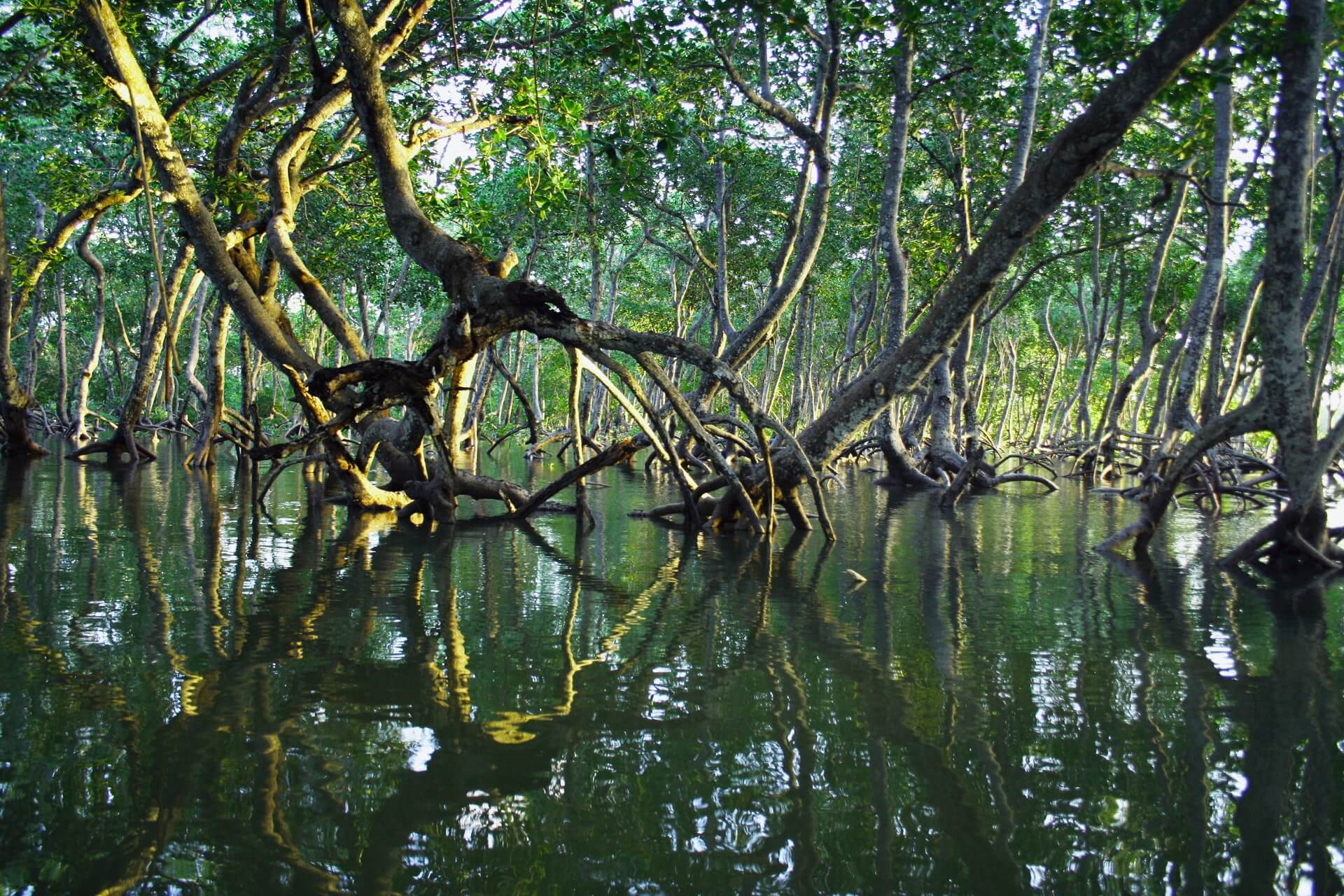 Book your best Mangrove Kayaking Tour tours & packages now